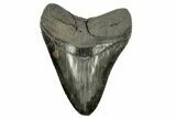 Fossil Megalodon Tooth - Sharply Serrated Blade #264542-1